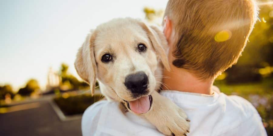 comment savoir si mon chien est heureux