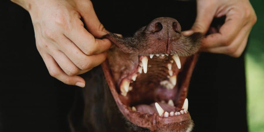 se forme le tartre chez les chiens