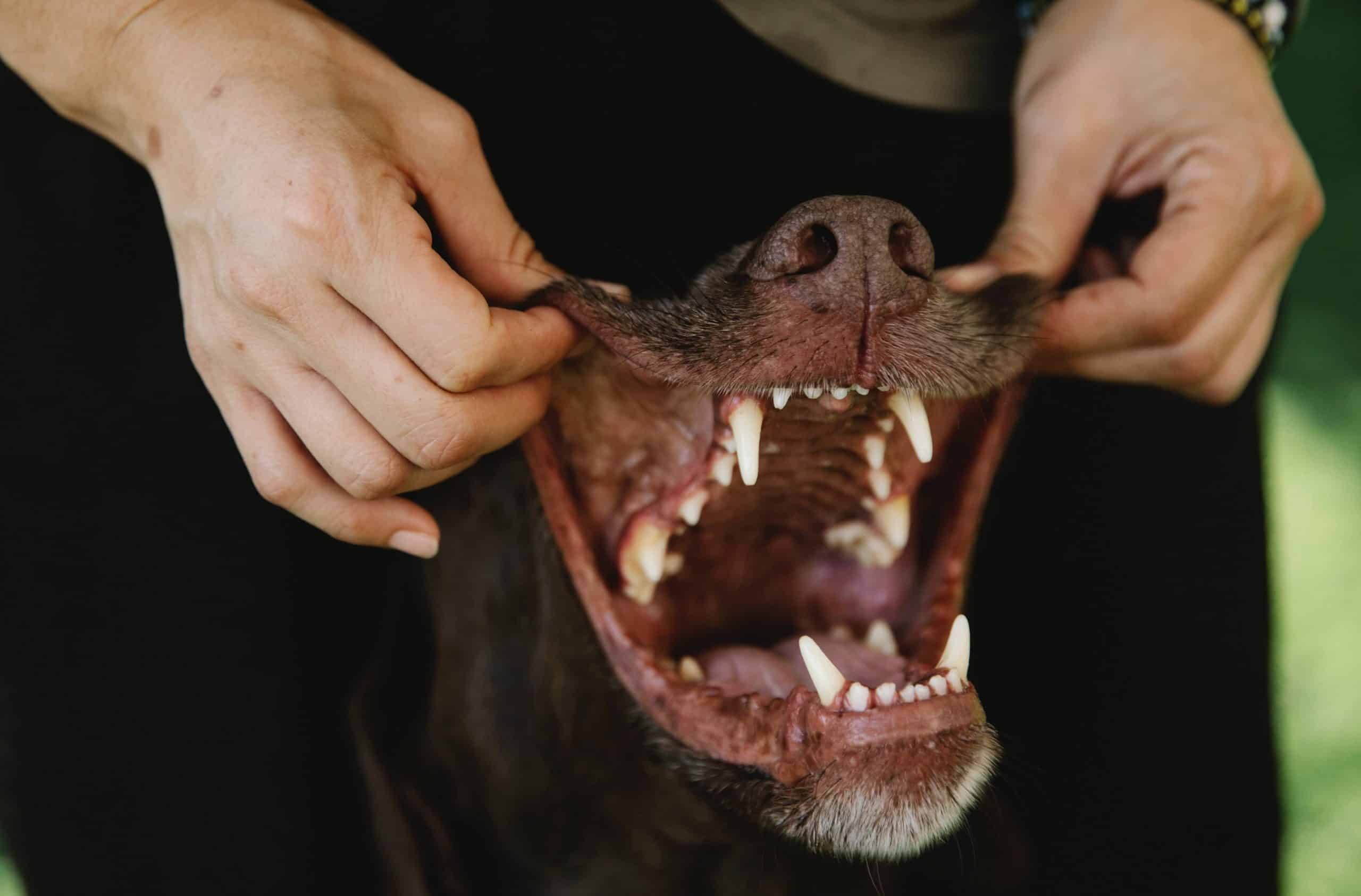 Pourquoi et comment se forme le tartre sur les dents du chien Pourquoi et comment se forme le tartre sur les dents du chien