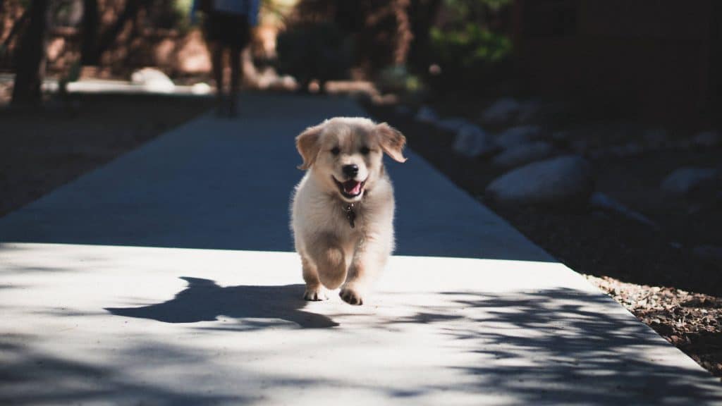 vaccin chiot