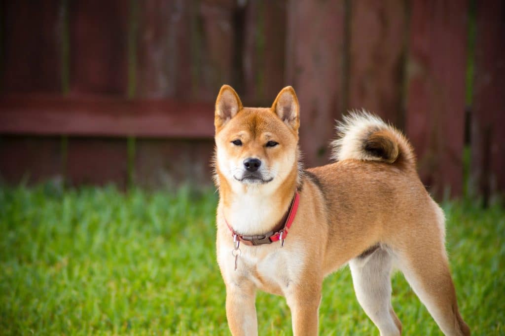 Race de chien Akita : caractère, prix, éducation, entretien