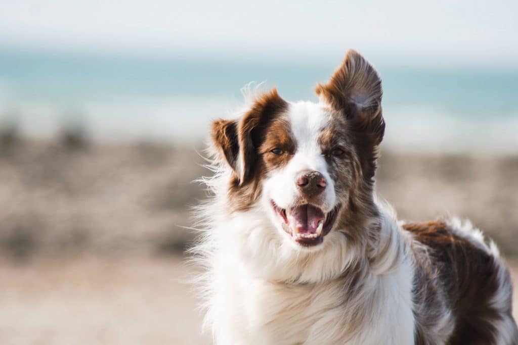 Comment calmer un chien excité ?