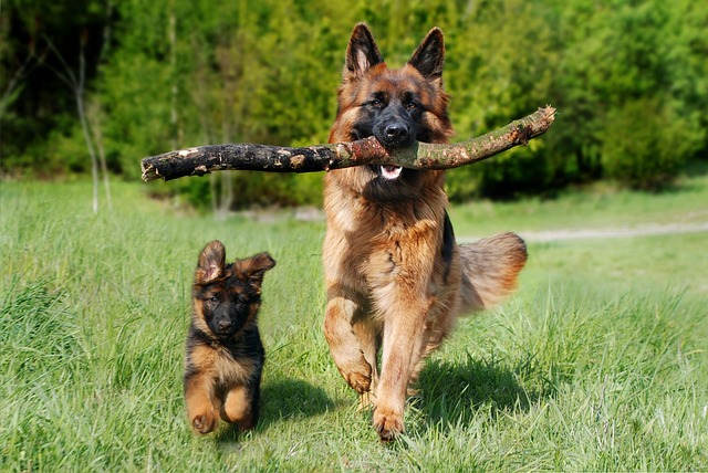 comment savoir si un chien a fini de grandir