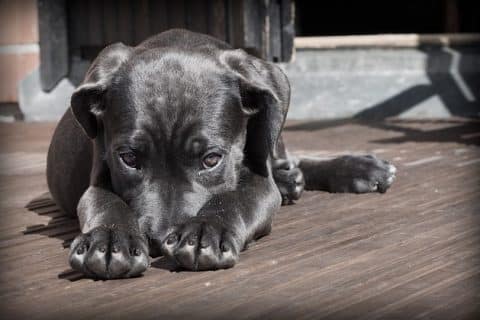 Comment punir un chien qui a mordu ?