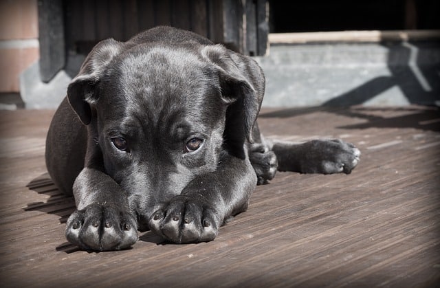 Comment punir un chien qui a mordu ?