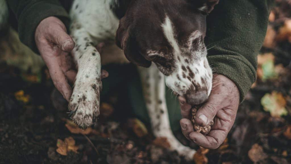 chien pour truffe