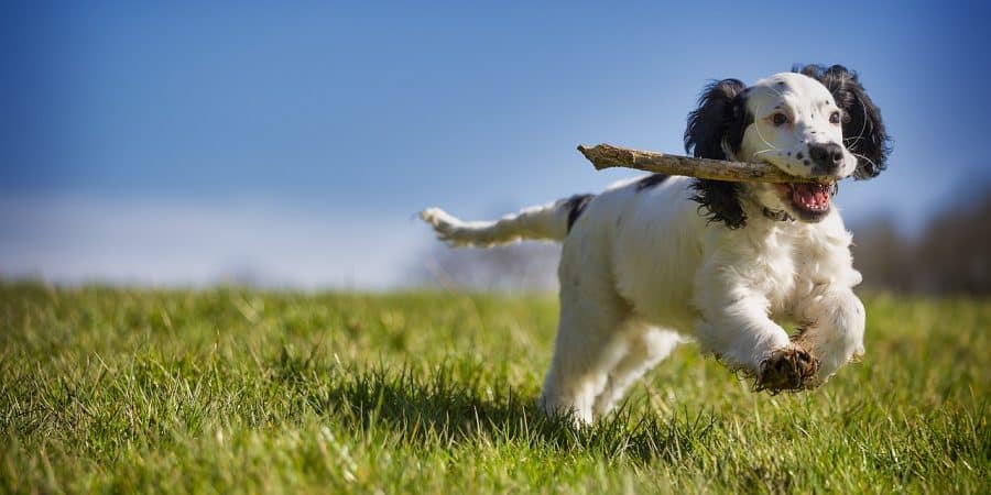 Comment calmer un chiot hyperactif ?