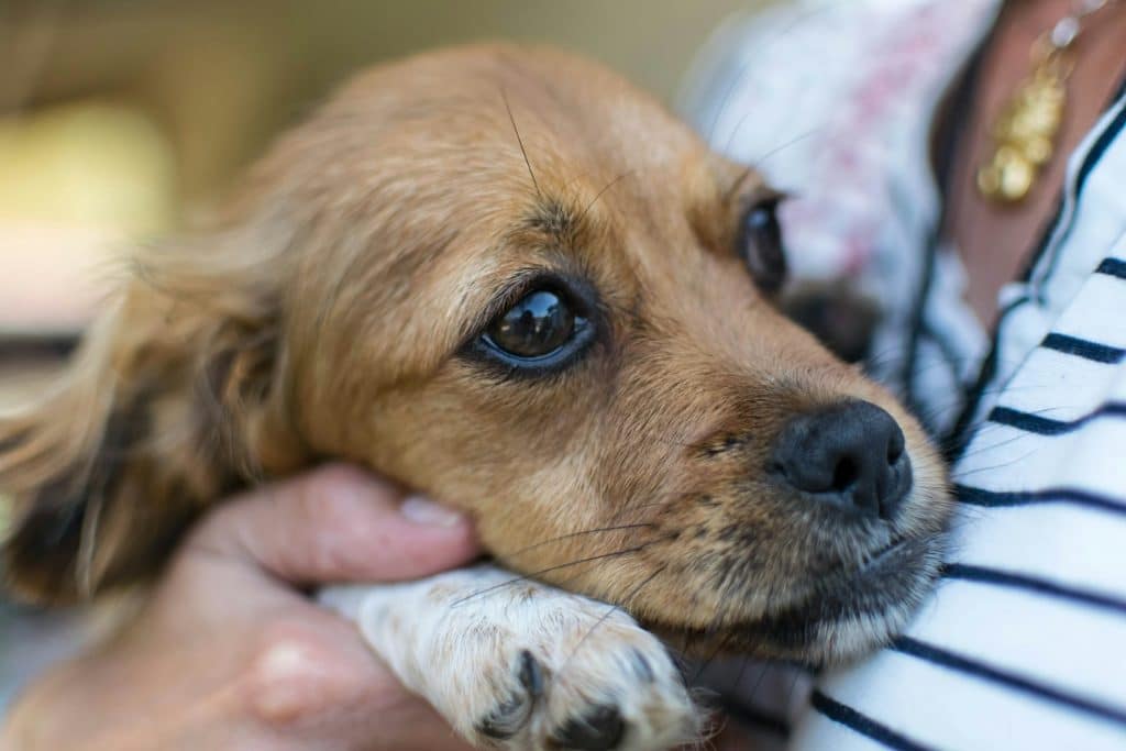 Comment rassurer un chien qui a peur ?