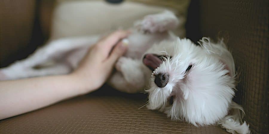 Point noir ventre chien : pourquoi mon chien en a ? Qu'est ce que c'est ?