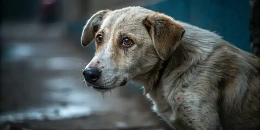 chien traumatisé