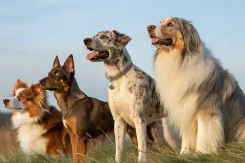 races rares chiens