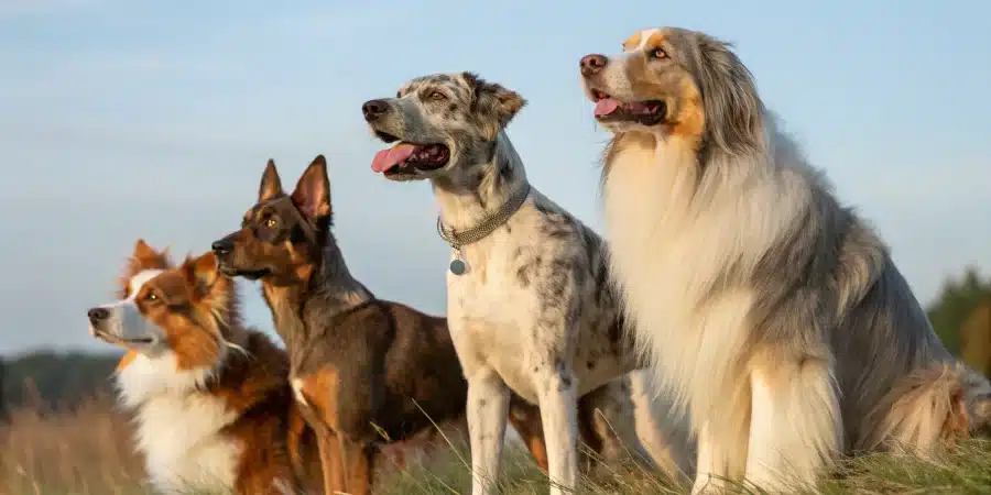 races rares chiens