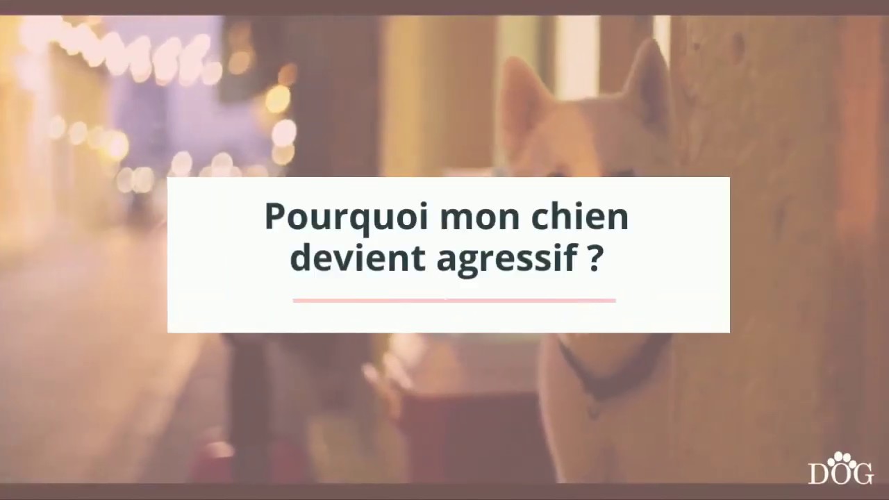 Mon chien devient agressif explications et solutions