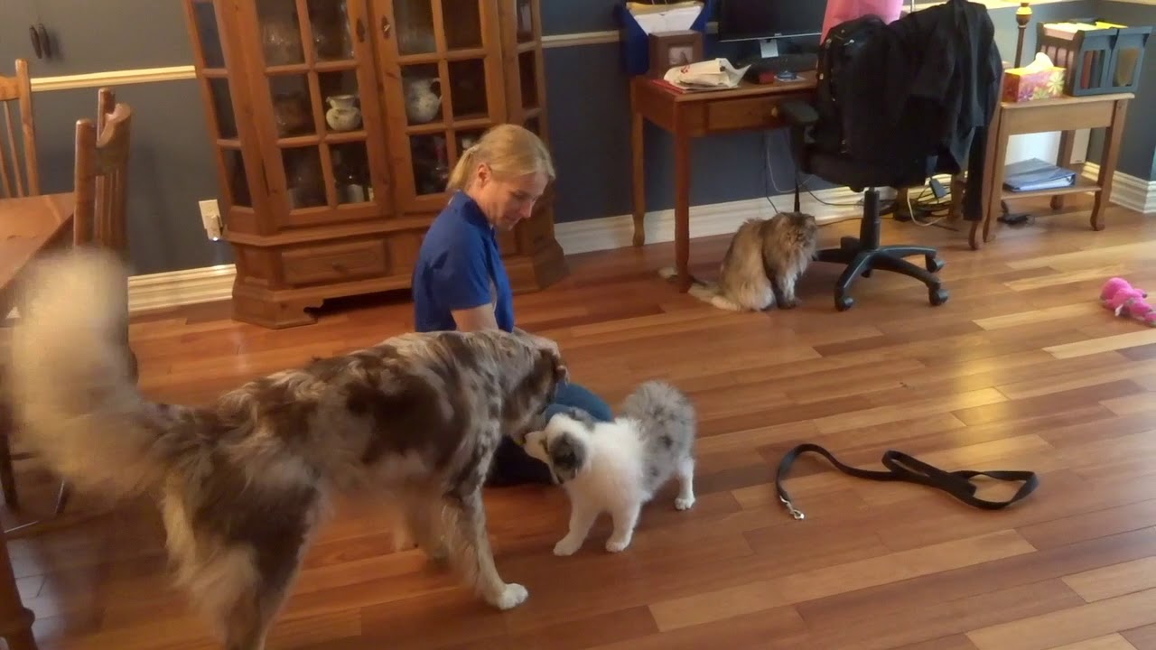 Avoir 2 chiens : conseils pour une cohabitation réussie - Dog Dog