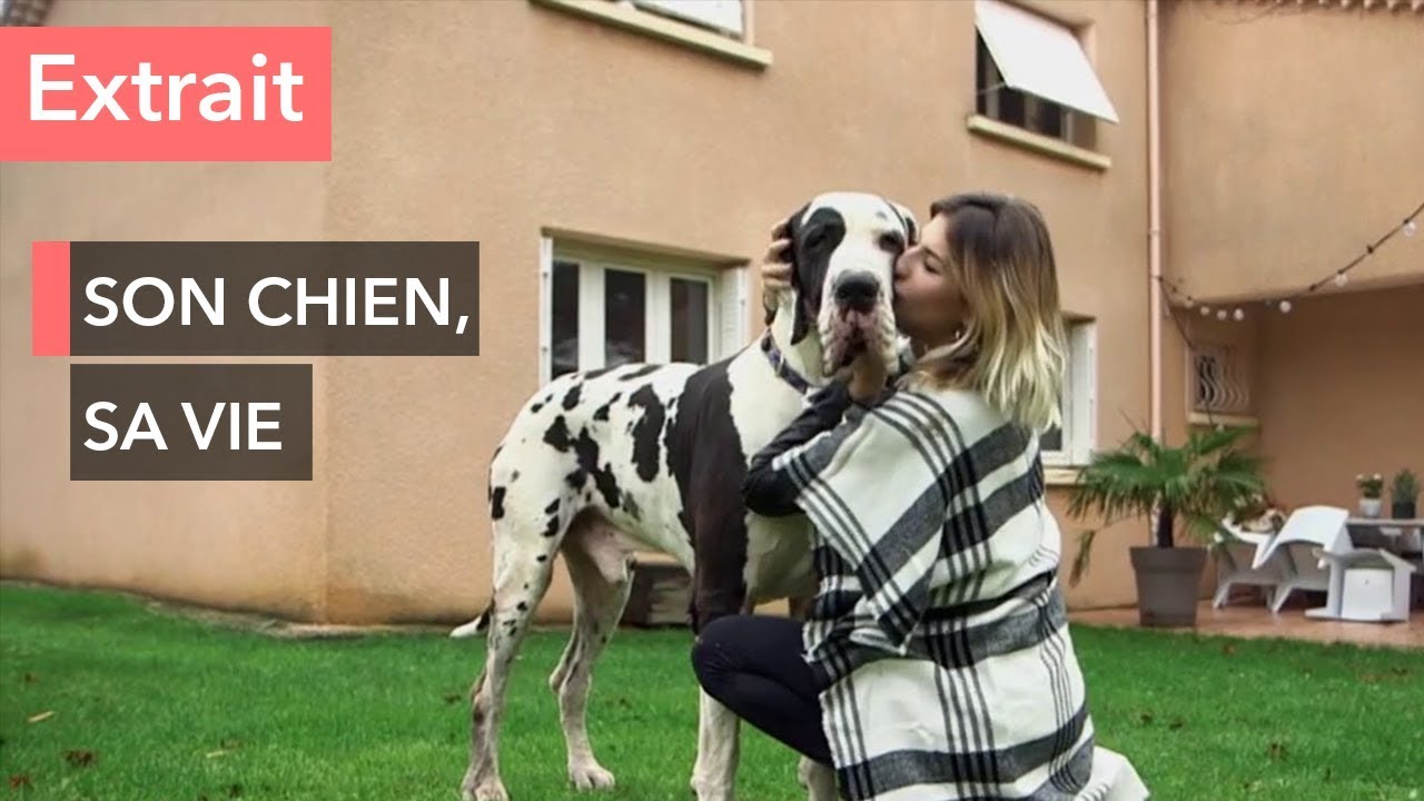 Photos De Chien Dogue Allemand Bleu Dog Dog photos-de-chien-dogue-allemand-bleu-dog-dog