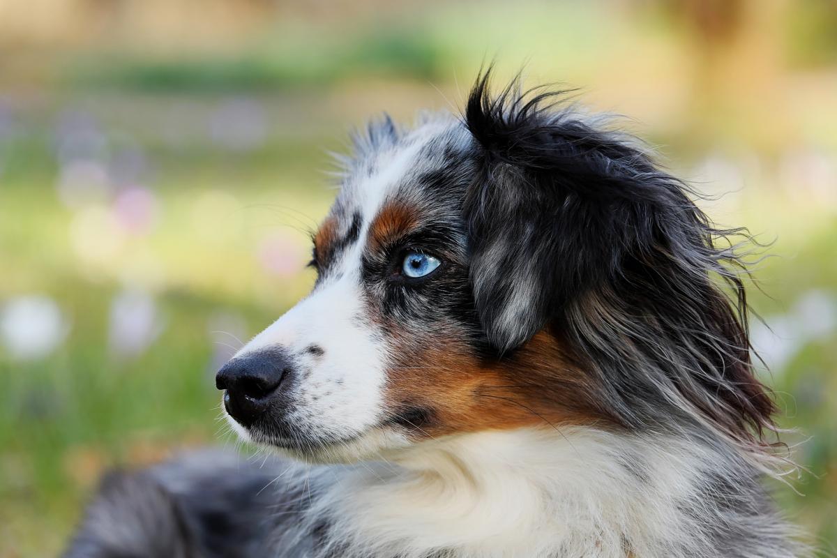 Chien Truffier Toutes Les Races Les Plus Douées Pour