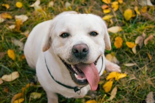 labrador-retriever